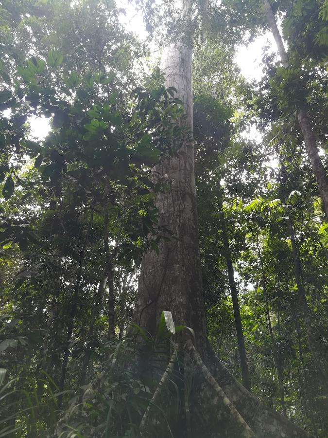 Uni Rao Centro Ecologico Villa Pucallpa Buitenkant foto